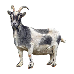 Norwegian Goat